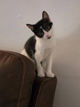 Shelby and Tessie -  Domestic Short Hair Cat for Adoption in Roxbury Township, New Jersey - Shelby And Tessie | PetCurious