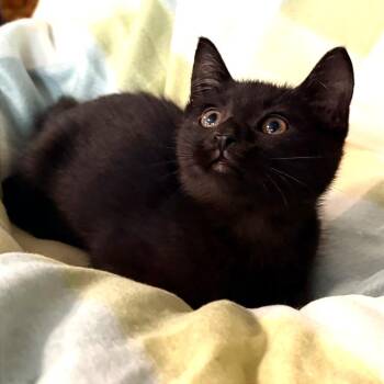 Helena -  Domestic Short Hair Cat for Adoption in Blackfoot, Idaho - Helena | PetCurious