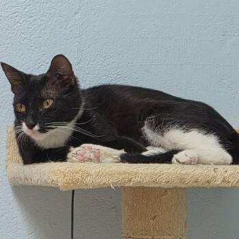 Fantine -  Domestic Short Hair Cat for Adoption in Las Cruces, New Mexico - Fantine | PetCurious