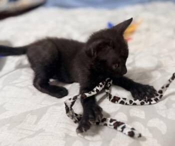 Thumbkin- Adopted -  Domestic Short Hair Cat for Adoption in Chamblee, Georgia - Thumbkin- Adopted | PetCurious