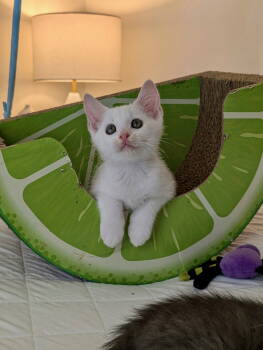 Rescue Domestic Short Hair Cats for Adoption in Los Angeles, California - Hardee | PetCurious