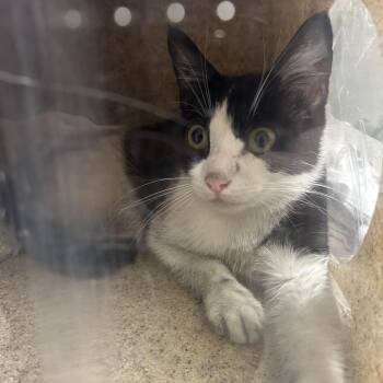 Switch -  Domestic Short Hair Cat for Adoption in Philadelphia, Pennsylvania - Switch | PetCurious