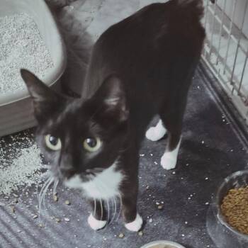 Pine -  Domestic Short Hair Cat for Adoption in Buffalo, New York - Pine | PetCurious