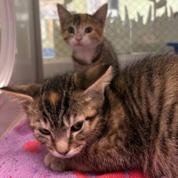 Carla -  Domestic Short Hair Cat for Adoption in East Hanover, New Jersey - Carla | PetCurious
