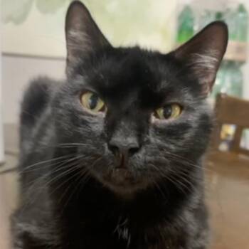 Domestic Short Hair Cats Available for Adoption in Falls Church, Virginia - Jacob | PetCurious