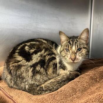 Domestic Short Hair Cats Available for Adoption in San Antonio, Texas - A795111 | PetCurious