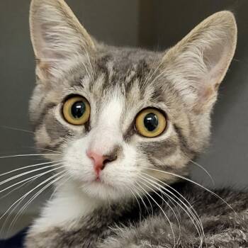 Fuchsia -  Domestic Short Hair Cat for Adoption in Grayslake, Illinois - Fuchsia | PetCurious