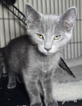 Grace -  Domestic Short Hair Cat for Adoption in Rossville, Maryland - Grace | PetCurious