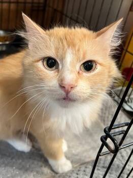 Angela -  Domestic Medium Hair Cat for Adoption - Angela | PetCurious