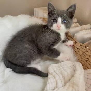 Moro -  American Shorthair Cat for Adoption - Moro | PetCurious