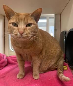 Domestic Short Hair Cats Available for Adoption - Kiki | PetCurious