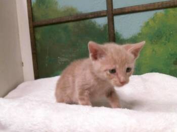 JACE -  Domestic Short Hair Cat for Adoption in Houston, Texas - JACE | PetCurious