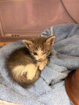 61538739 -  Domestic Medium Hair Cat for Adoption in El Paso, Texas - 61538739 | PetCurious