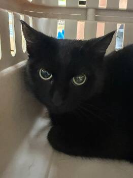 Nancy -  Domestic Short Hair Cat for Adoption in Pomona, New York - Nancy | PetCurious