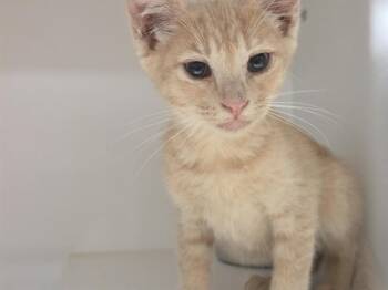BOB -  Domestic Short Hair Cat for Adoption in Kent, Washington - BOB | PetCurious