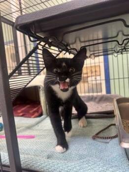 Baloo -  Domestic Short Hair Cat for Adoption in Vero Beach, Florida - Baloo | PetCurious