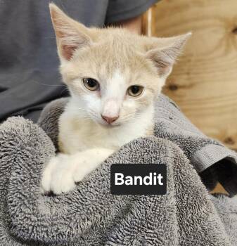 Bandit -  Domestic Short Hair Cat for Adoption in East Greenville, Pennsylvania - Bandit | PetCurious