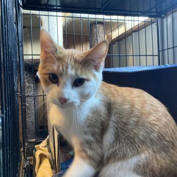 Domestic Short Hair Cats Available for Adoption - Steve | PetCurious