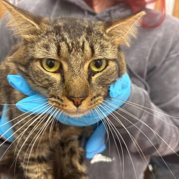 Domestic Medium Hair Cats Available for Adoption - PepperJack | PetCurious