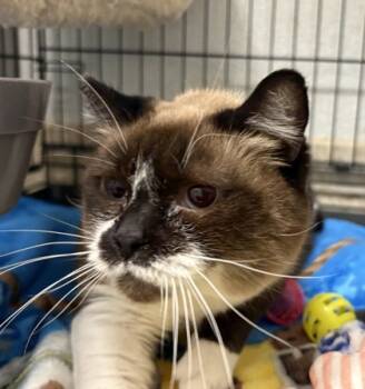 Rescue Burmese and Domestic Short Hair Cats for Adoption in Lebec, California - Cream Puff | PetCurious