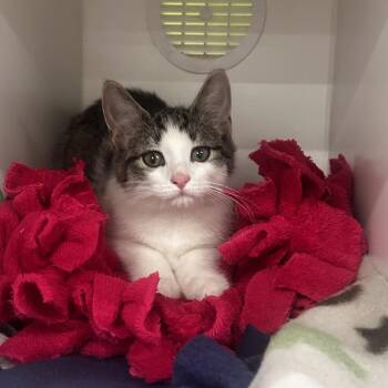 Black Cat Petunia -  Domestic Short Hair Cat for Adoption in Dearborn, Michigan - Black Cat Petunia | PetCurious
