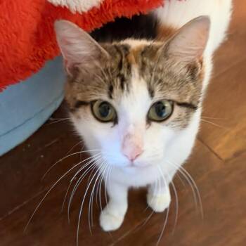 Granita -  Domestic Short Hair Cat for Adoption in Juno Beach, Florida - Granita | PetCurious