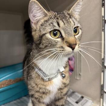 Rescue Domestic Short Hair Cats for Adoption in Pottsville, Pennsylvania - Sasha | PetCurious