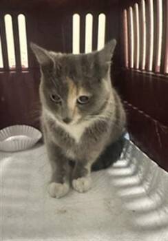 GREY GOOSE -  Domestic Short Hair Cat for Adoption in Derwood, Maryland - GREY GOOSE | PetCurious