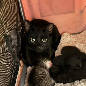 Domestic Short Hair Cats Available for Adoption in Delaware, Ohio - Nyx | PetCurious