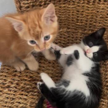 Kash -  Domestic Short Hair Cat for Adoption in Los Angeles, California - Kash | PetCurious