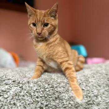 Rescue Domestic Short Hair Cats for Adoption in Lexington, Kentucky - Izzy | PetCurious