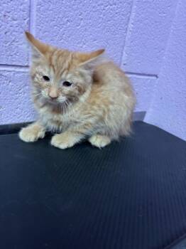 Rescue Domestic Long Hair Cats for Adoption in El Paso, Texas - Litten | PetCurious
