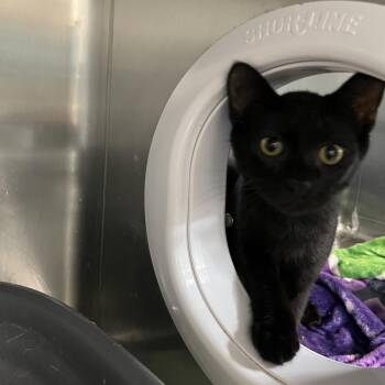 Jimmy -  Domestic Short Hair Cat for Adoption in Lakeland, Florida - Jimmy | PetCurious