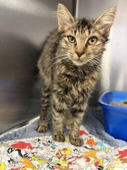Lillith -  Domestic Medium Hair Cat for Adoption in Morristown, Tennessee - Lillith | PetCurious