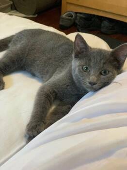 Biscuit McFlufferton -  Domestic Short Hair Cat for Adoption in North Babylon, New York - Biscuit McFlufferton | PetCurious