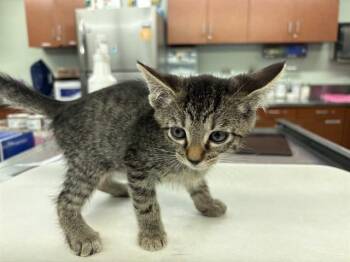 CHARLOTTE -  Domestic Medium Hair Cat Available for Adoption in Rancho Cucamonga, California - CHARLOTTE | PetCurious
