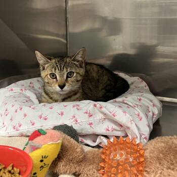 Freedom -  Domestic Short Hair and Torbie Cat for Adoption in Montville, New Jersey - Freedom | PetCurious