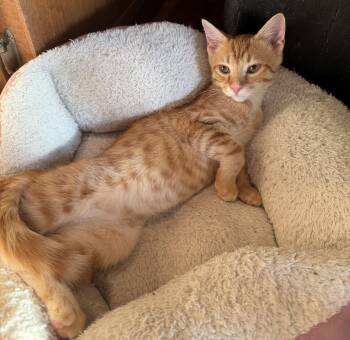 Ramesses -  Domestic Short Hair Cat for Adoption in Williamsville, New York - Ramesses | PetCurious