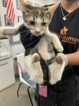 Seven -  Domestic Short Hair Cat for Adoption in Fresno, California - Seven | PetCurious