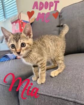 Domestic Short Hair Cats Available for Adoption in Warren, New Jersey - Mia | PetCurious