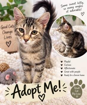 Persephone -  Domestic Short Hair Cat for Adoption in Chandler, Arizona - Persephone | PetCurious