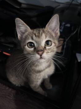 Domestic Short Hair Cats Available for Adoption - Apple | PetCurious