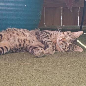 Wilder -  Domestic Short Hair Cat for Adoption in Bloomington, Illinois - Wilder | PetCurious