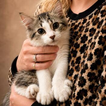 Wynonna "Wynnie" Judd -  Domestic Medium Hair and Extra Toes Cat Hemingway Polydactyl Cat for Adoption in Winchester, Virginia - Wynonna "Wynnie" Judd | PetCurious