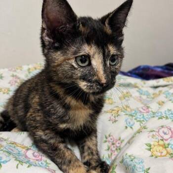 Twilight Sparkle -  Tortoiseshell Cat for Adoption in Edmond, Oklahoma - Twilight Sparkle | PetCurious