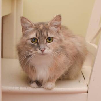 Paris -  Maine Coon Cat for Adoption in Hockessin, Delaware - Paris | PetCurious