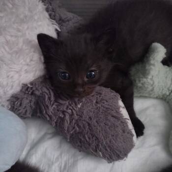 Domestic Medium Hair Cats Available for Adoption in Hemet, California - Helena | PetCurious