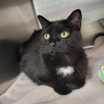 Rescue Domestic Short Hair Cats for Adoption in Chilton, Wisconsin - Pandora | PetCurious