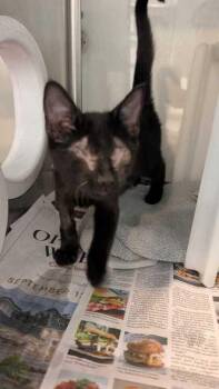 Banjo -  Domestic Short Hair Cat for Adoption in Daytona Beach, Florida - Banjo | PetCurious