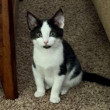 Rescue Domestic Short Hair Cats for Adoption in East Amherst, New York - Chester | PetCurious